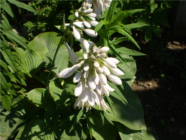 hosta